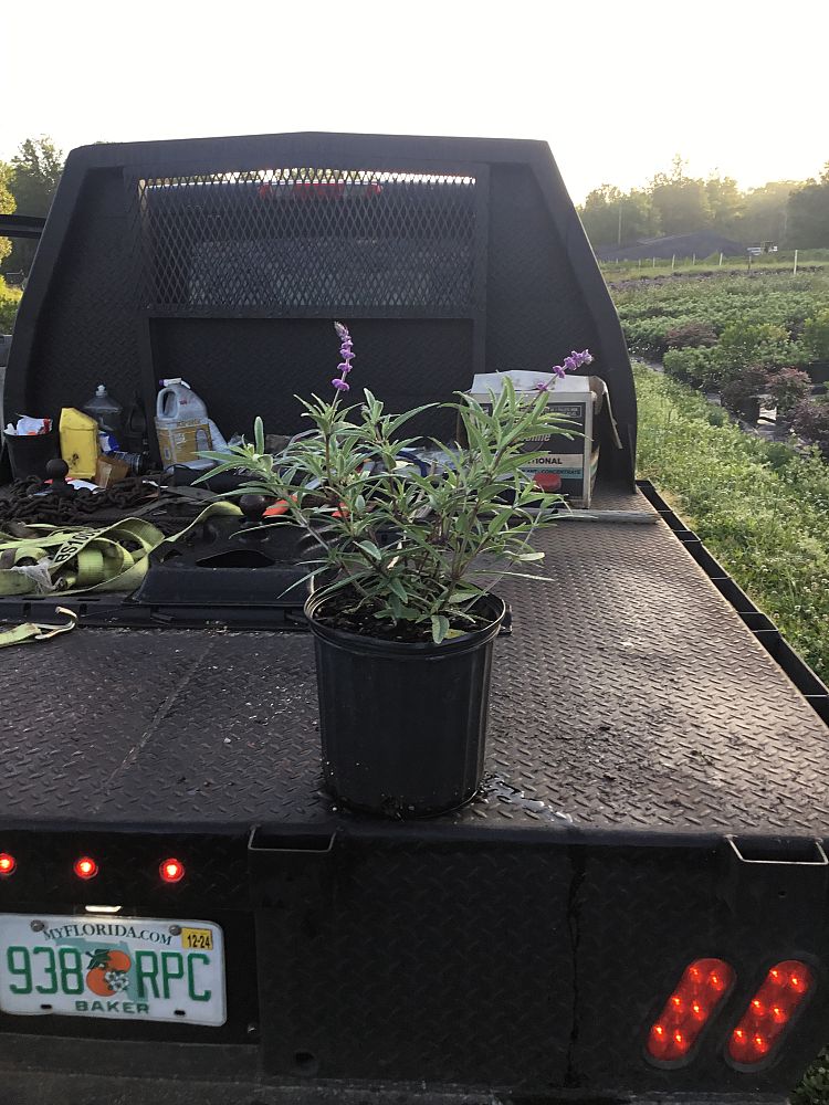 salvia-leucantha-mexican-bush-sage