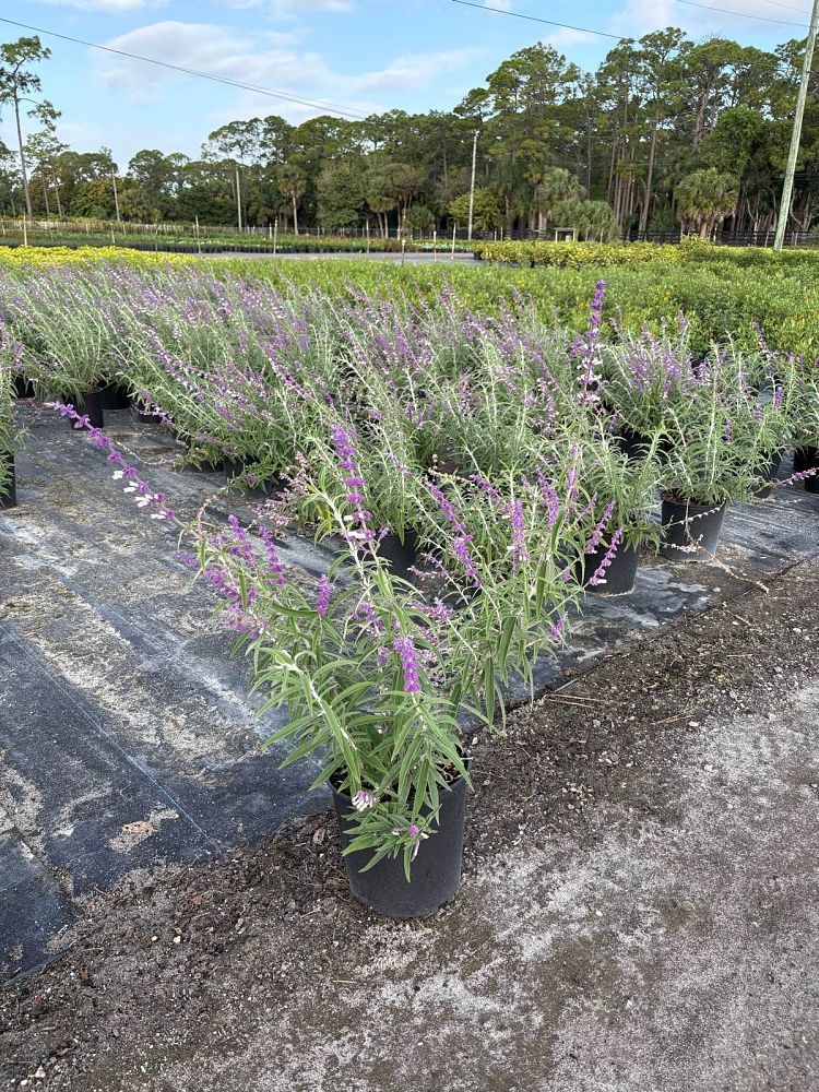 salvia-leucantha-mexican-bush-sage