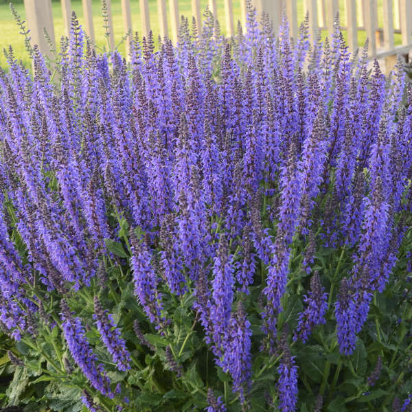 salvia-nemorosa-may-night-woodland-sage