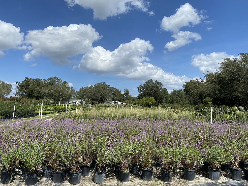 salvia-novasalpur-arctic-blaze-purple-salvia-sage