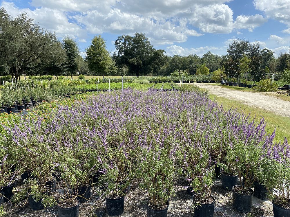 salvia-novasalpur-arctic-blaze-purple-salvia-sage