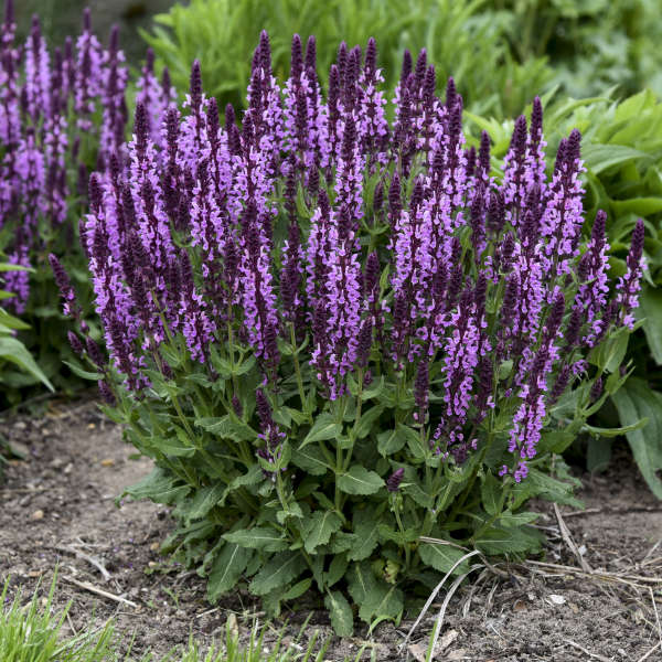 salvia-pink-profusion