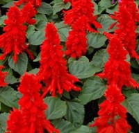 salvia-splendens-vista-red-red-sage-scarlet-salvia-scarlet-sage