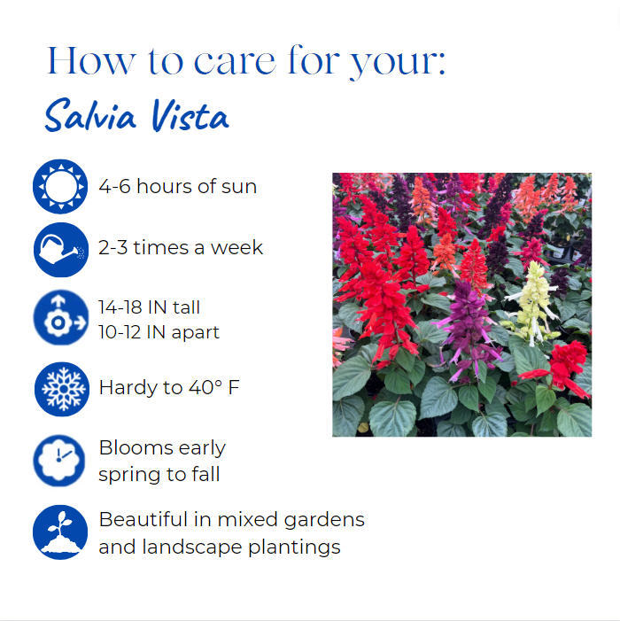 salvia-splendens-vista-red-red-sage-scarlet-salvia-scarlet-sage