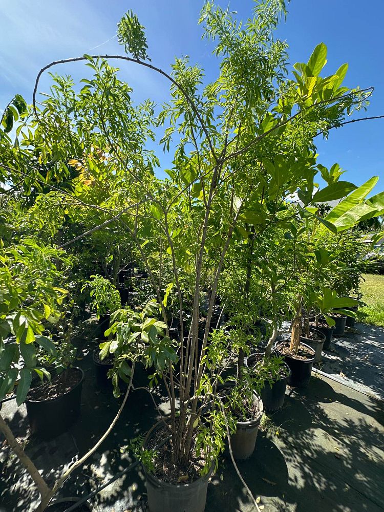 sambucus-canadensis-elderberry