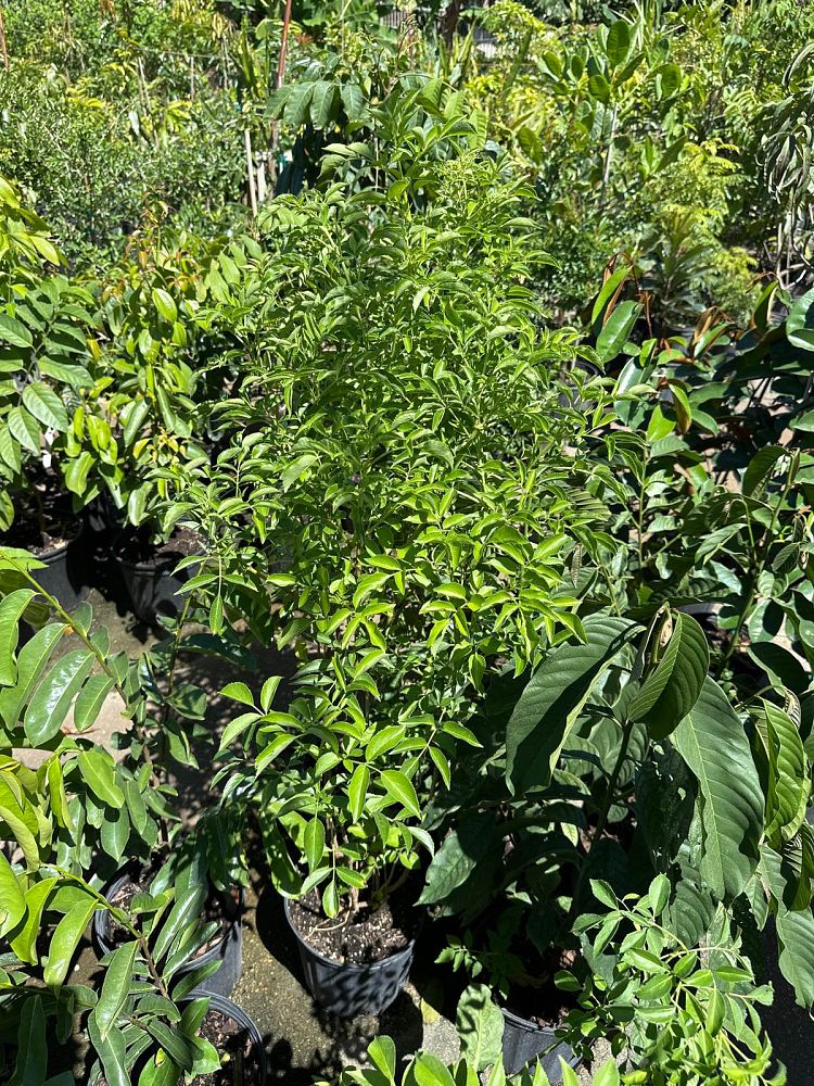 sambucus-canadensis-elderberry