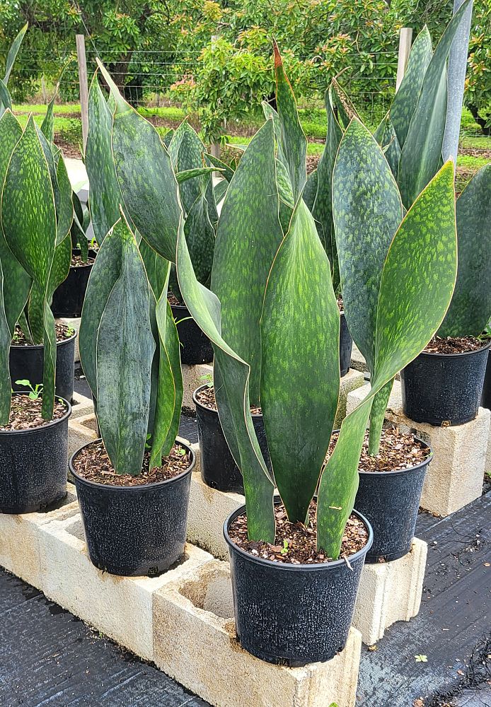 sansevieria-masoniana-whale-fin-snake-plant-mother-in-law-s-tongue-bowstring-hemp