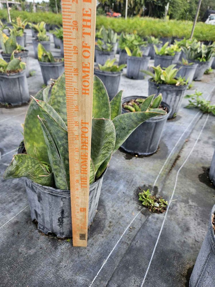 sansevieria-masoniana-whale-fin-snake-plant-mother-in-law-s-tongue-bowstring-hemp