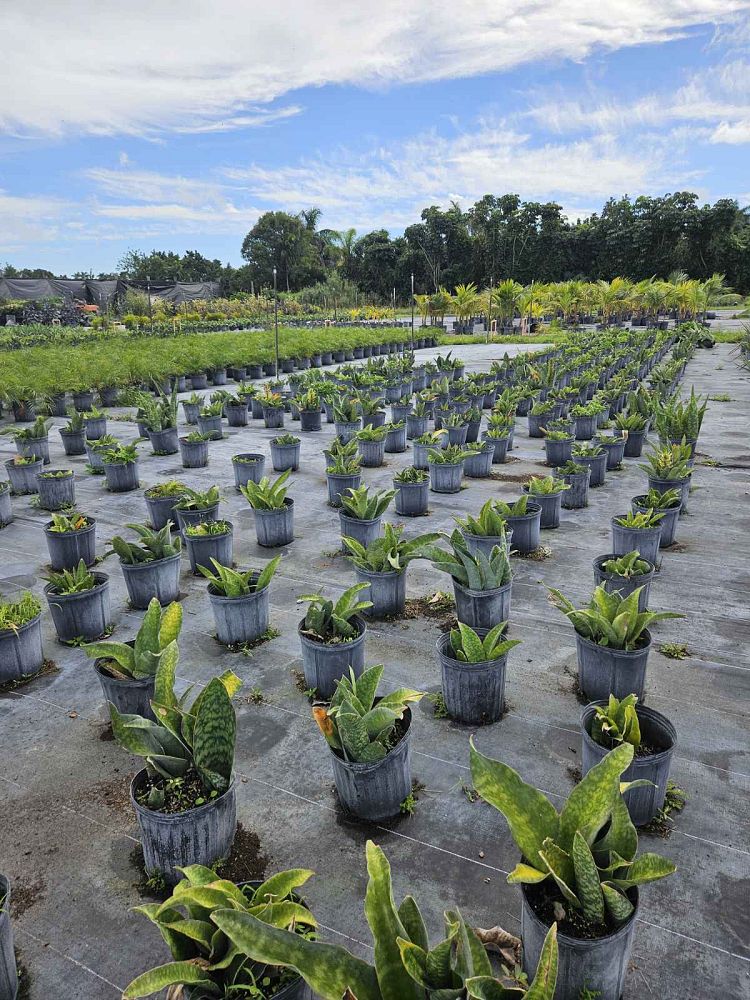 sansevieria-masoniana-whale-fin-snake-plant-mother-in-law-s-tongue-bowstring-hemp