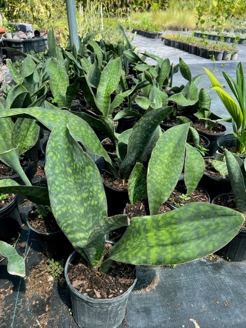 sansevieria-masoniana-whale-fin-snake-plant-mother-in-law-s-tongue-bowstring-hemp