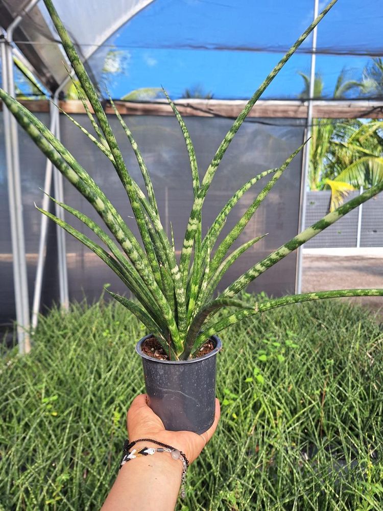 sansevieria-mikado-snake-plant-fernwood-mother-in-law-s-tongue-bowstring-hemp