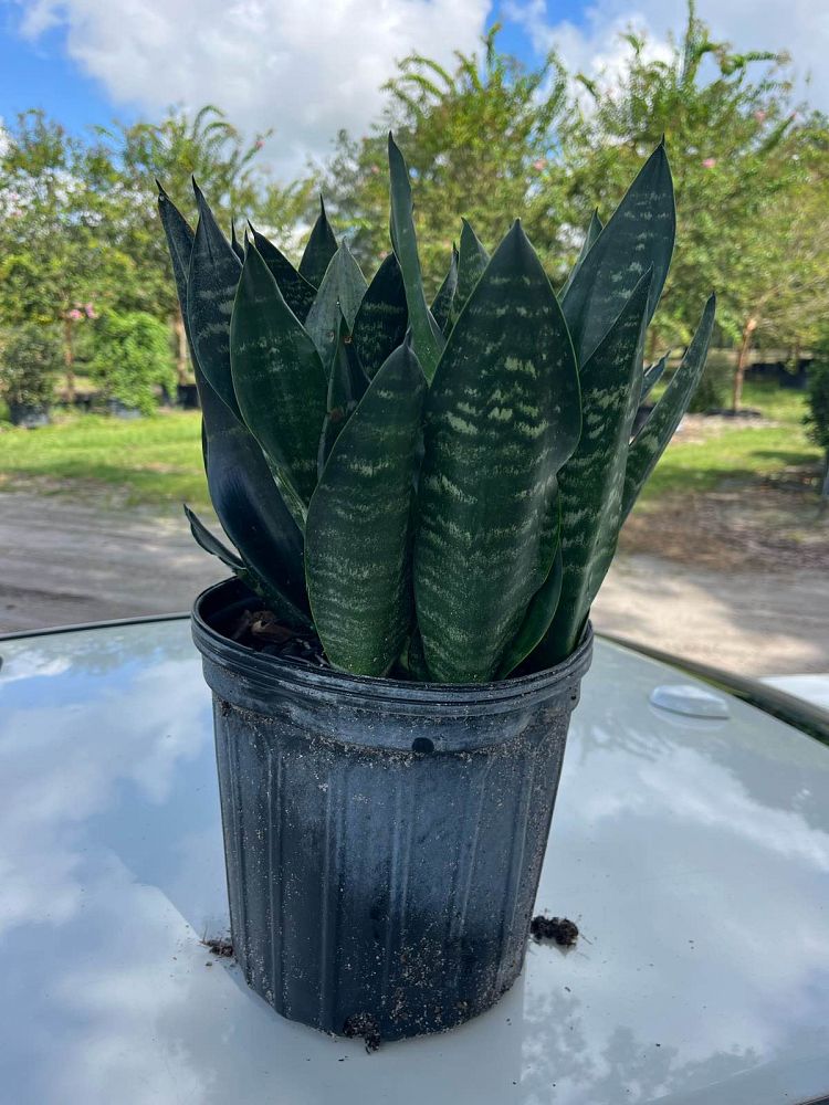 sansevieria-snake-plant-mother-in-law-s-tongue-bowstring-hemp