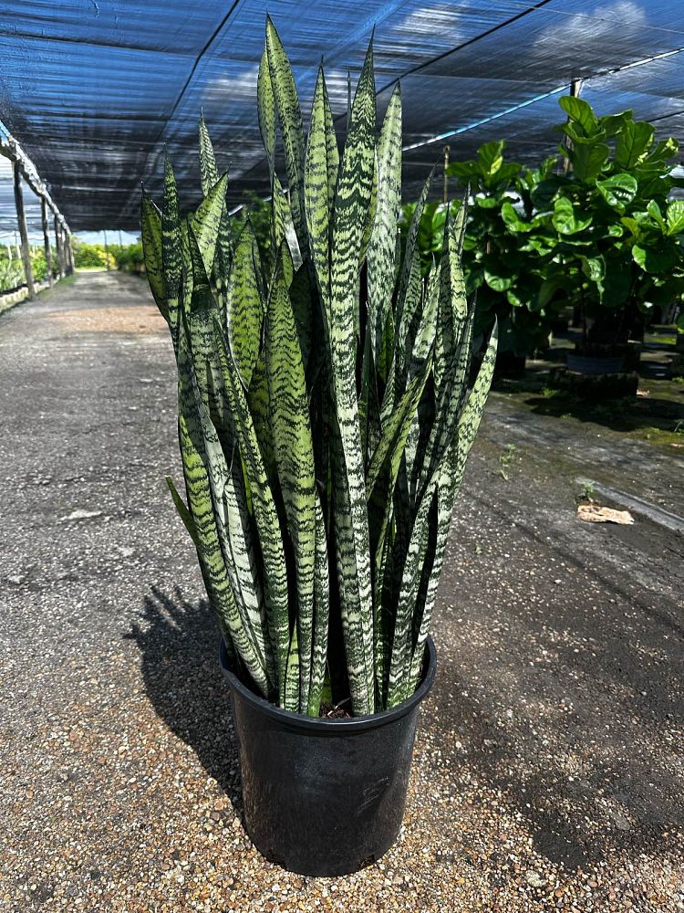 sansevieria-snake-plant-mother-in-law-s-tongue-bowstring-hemp