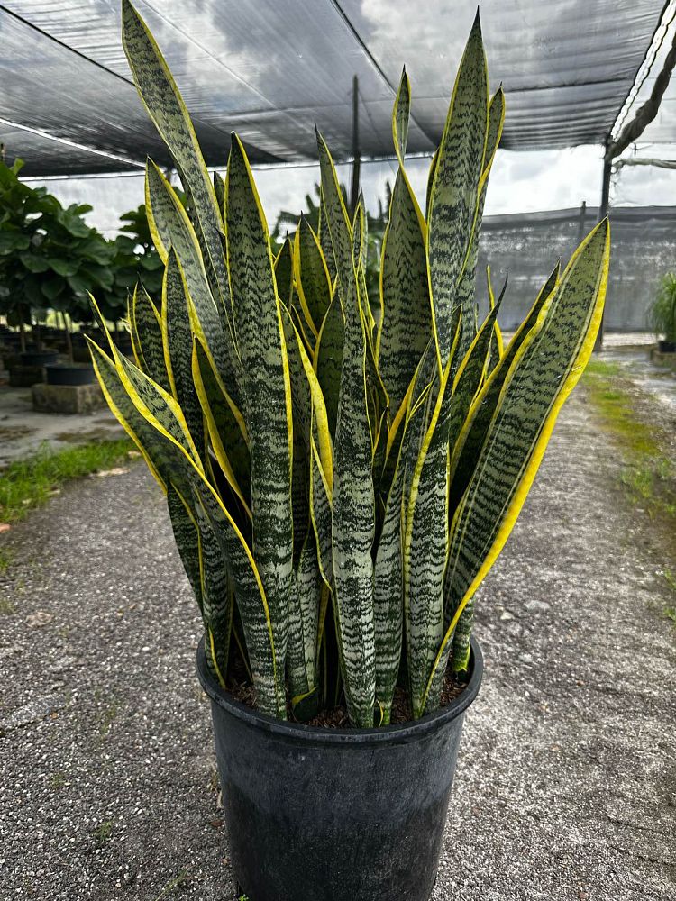 sansevieria-snake-plant-mother-in-law-s-tongue-bowstring-hemp