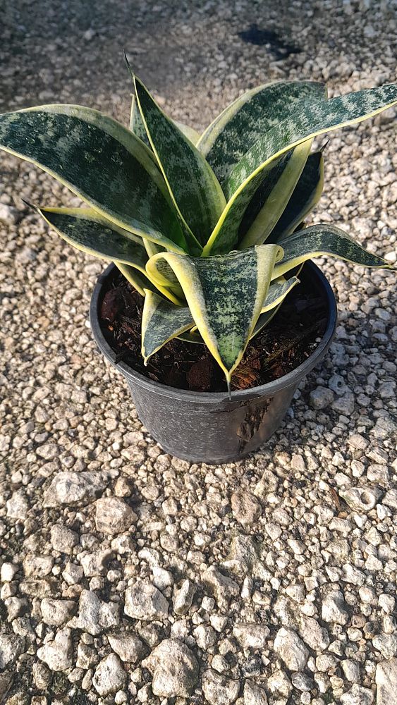 sansevieria-snake-plant-mother-in-law-s-tongue-bowstring-hemp