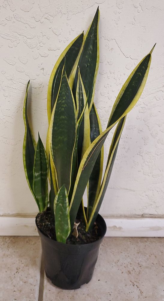 sansevieria-snake-plant-mother-in-law-s-tongue-bowstring-hemp