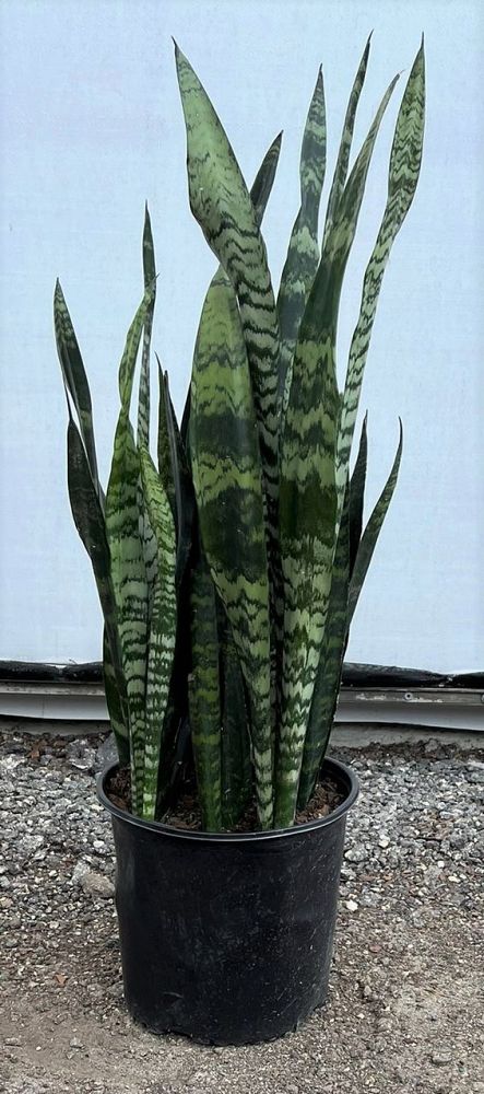 sansevieria-snake-plant-mother-in-law-s-tongue-bowstring-hemp