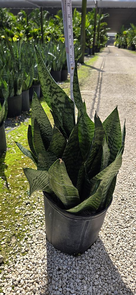 sansevieria-trifasciata-futura-superba-snake-plant-mother-in-law-s-tongue-bowstring-hemp