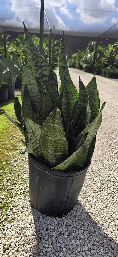 sansevieria-trifasciata-futura-superba-snake-plant-mother-in-law-s-tongue-bowstring-hemp