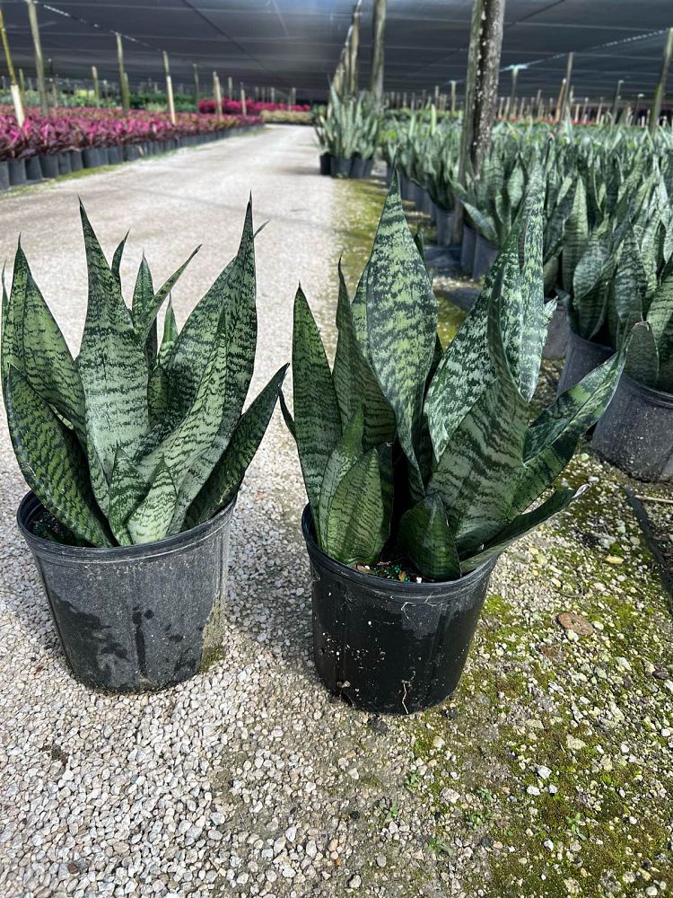 sansevieria-trifasciata-futura-superba-snake-plant-mother-in-law-s-tongue-bowstring-hemp