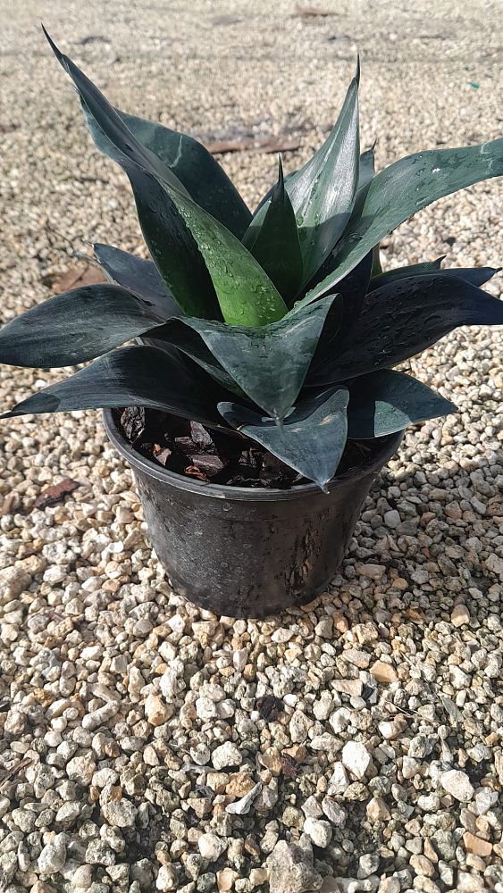 sansevieria-trifasciata-jade-dwarf-snake-plant-mother-in-law-s-tongue-bowstring-hemp