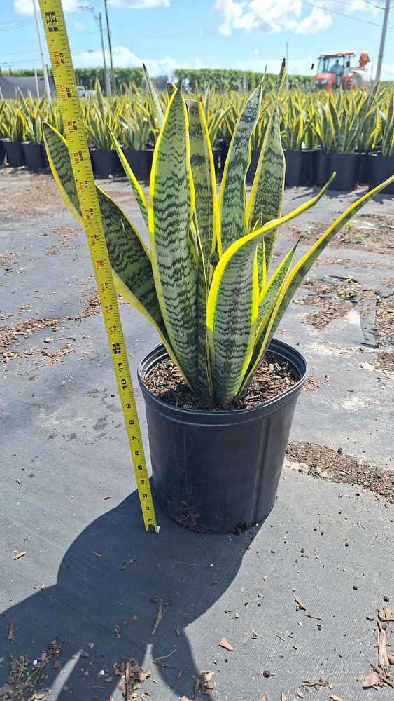 sansevieria-trifasciata-laurentii-snake-plant-mother-in-law-s-tongue-bowstring-hemp