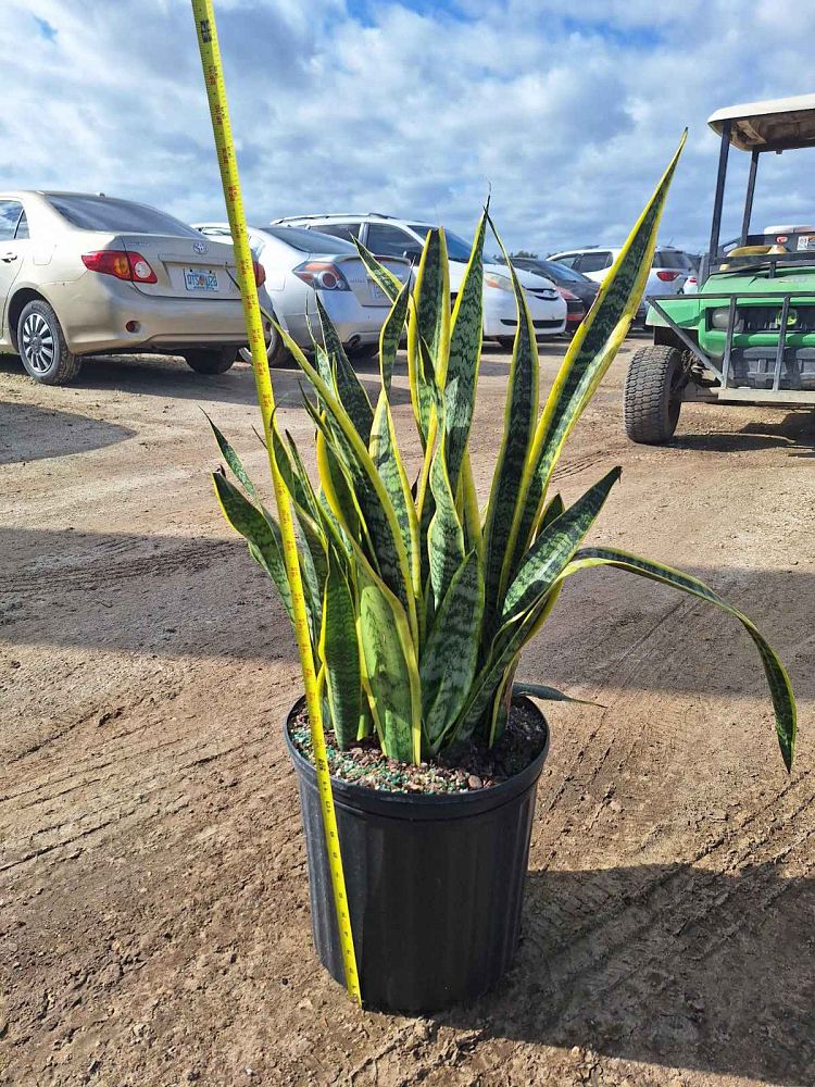 sansevieria-trifasciata-laurentii-snake-plant-mother-in-law-s-tongue-bowstring-hemp