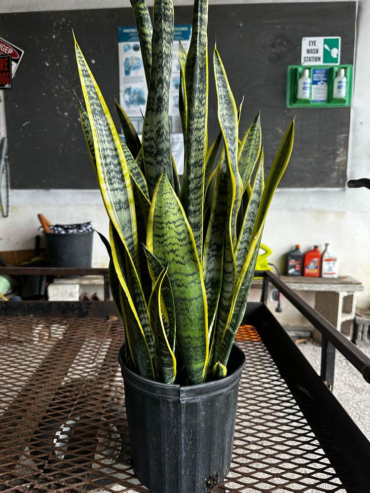 sansevieria-trifasciata-laurentii-snake-plant-mother-in-law-s-tongue-bowstring-hemp