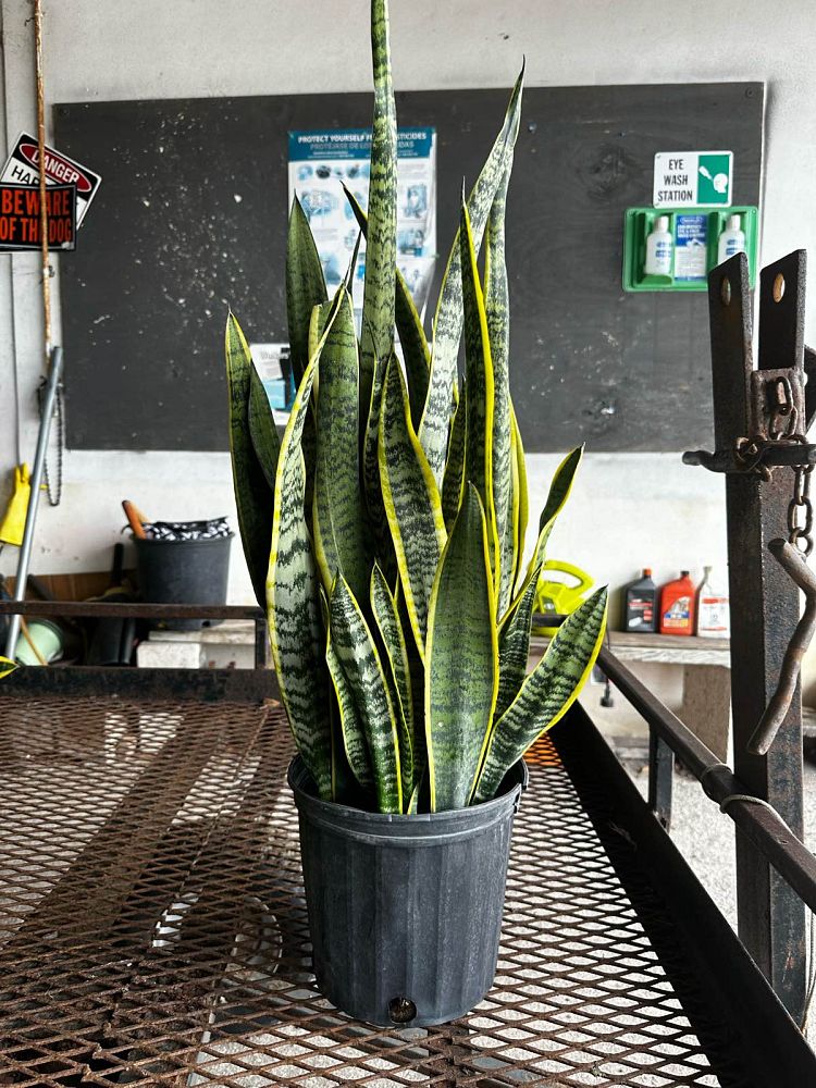 sansevieria-trifasciata-laurentii-snake-plant-mother-in-law-s-tongue-bowstring-hemp