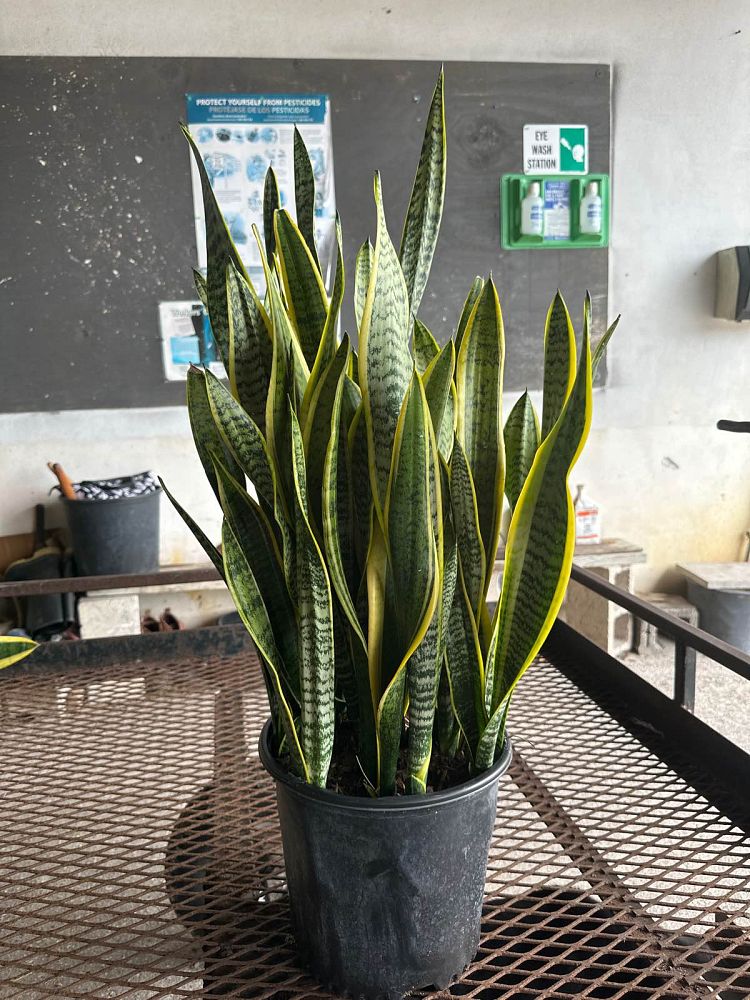 sansevieria-trifasciata-laurentii-snake-plant-mother-in-law-s-tongue-bowstring-hemp