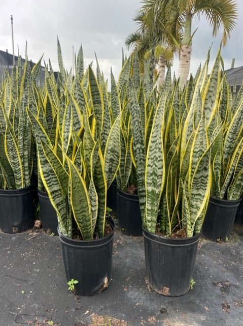 sansevieria-trifasciata-laurentii-snake-plant-mother-in-law-s-tongue-bowstring-hemp