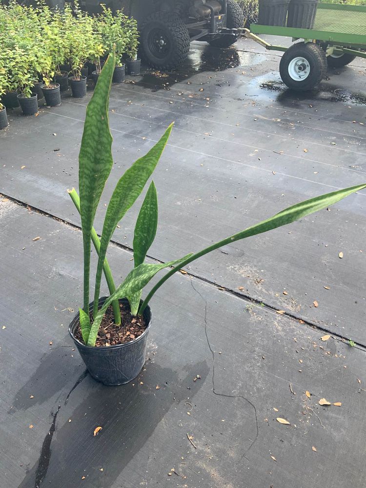 sansevieria-trifasciata-snake-plant-mother-in-law-s-tongue-bowstring-hemp