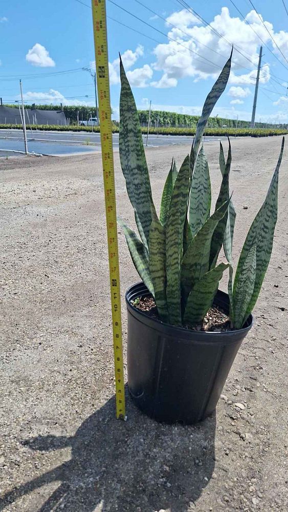 sansevieria-zeylanica-snake-plant-mother-in-law-s-tongue-bowstring-hemp-viper-s-bowstring-hemp