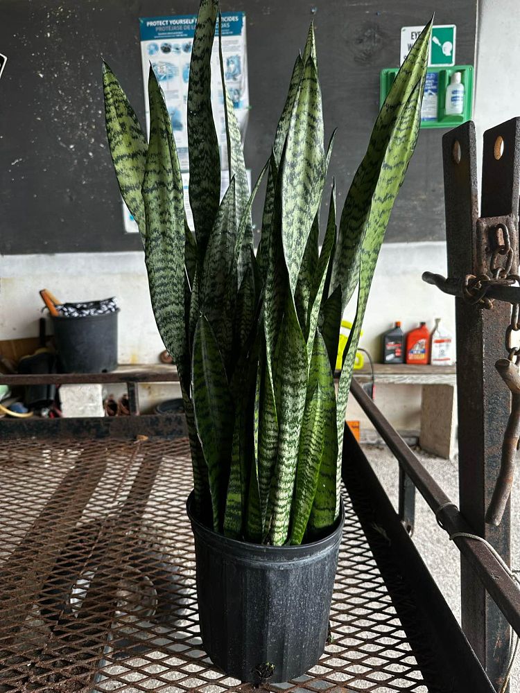 sansevieria-zeylanica-snake-plant-mother-in-law-s-tongue-bowstring-hemp-viper-s-bowstring-hemp