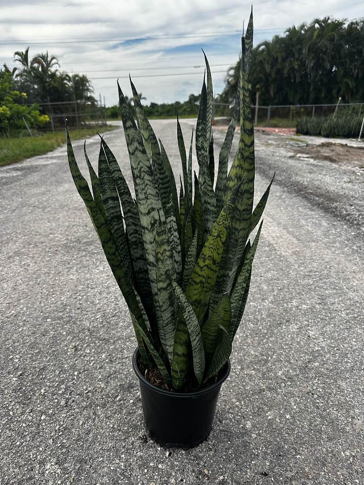 sansevieria-zeylanica-snake-plant-mother-in-law-s-tongue-bowstring-hemp-viper-s-bowstring-hemp