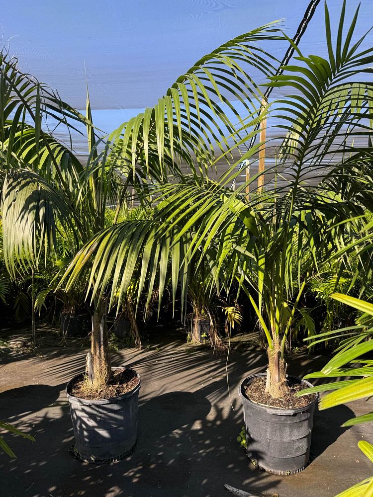 satakentia-liukiuensis-satakentia-palm