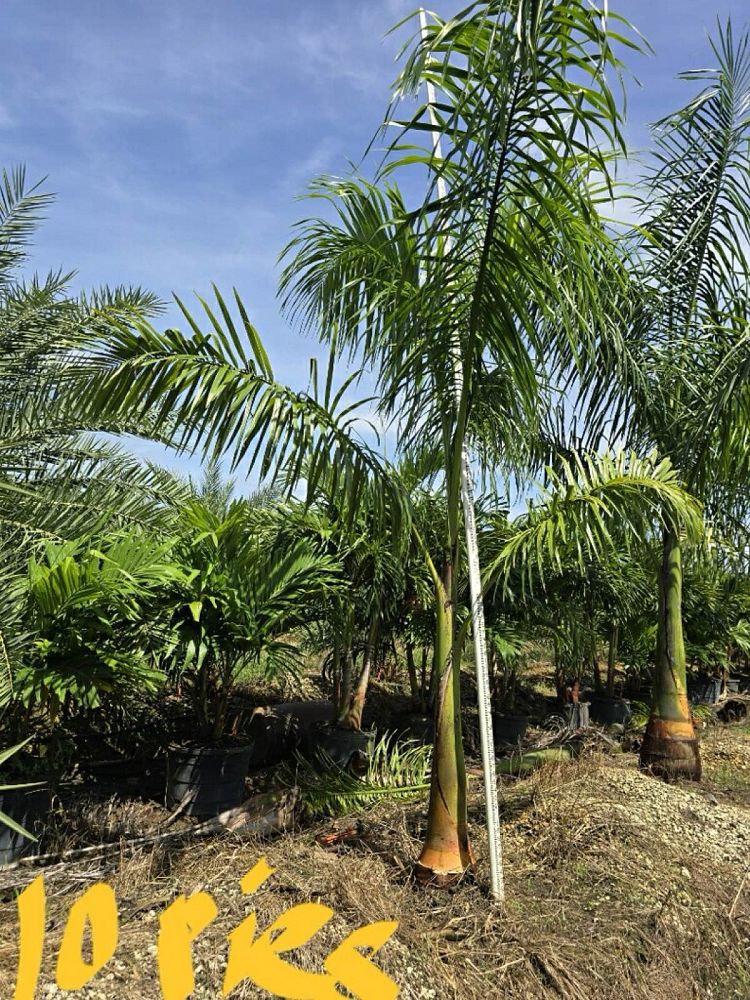 satakentia-liukiuensis-satakentia-palm