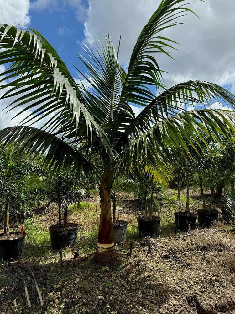 satakentia-liukiuensis-satakentia-palm