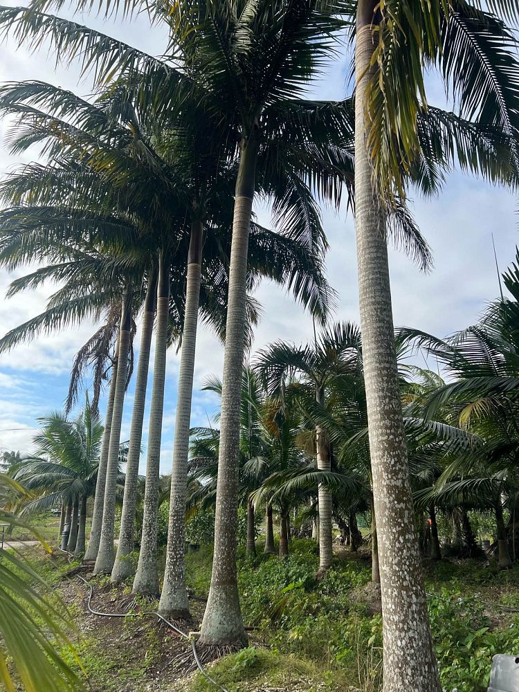 satakentia-liukiuensis-satakentia-palm