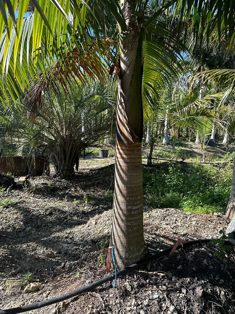 satakentia-liukiuensis-satakentia-palm