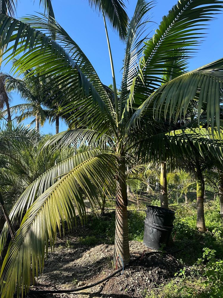 satakentia-liukiuensis-satakentia-palm