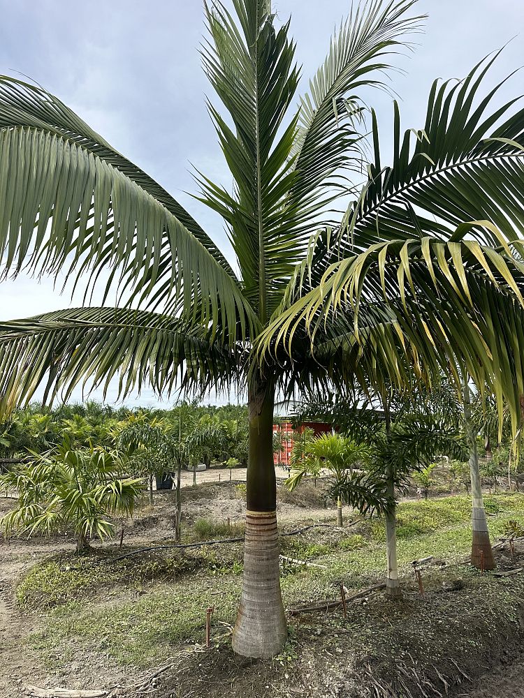 satakentia-liukiuensis-satakentia-palm