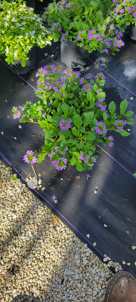 scaevola-aemula-blue-wonder-fan-flower