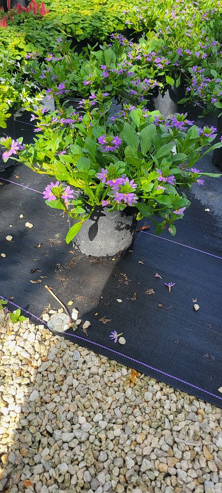 scaevola-aemula-blue-wonder-fan-flower