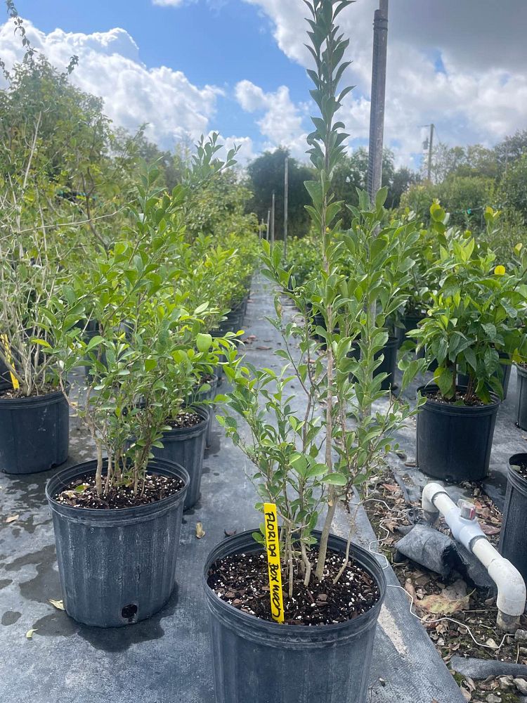 schaefferia-frutescens-florida-boxwood