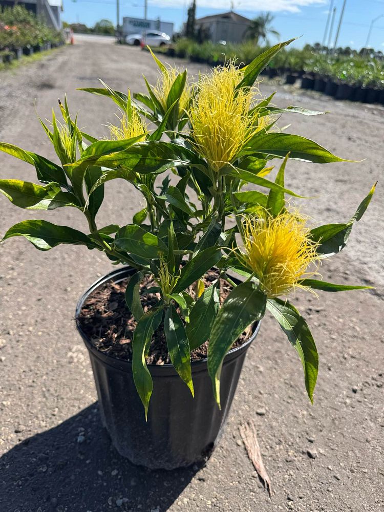 schaueria-flavicoma-golden-plume-yellow-jacobinia