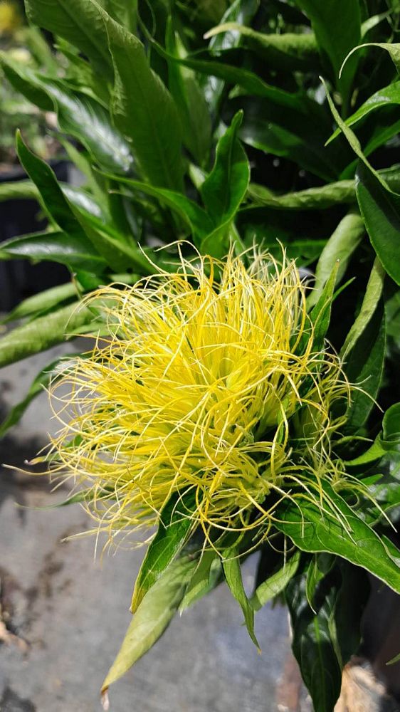 schaueria-flavicoma-golden-plume-yellow-jacobinia