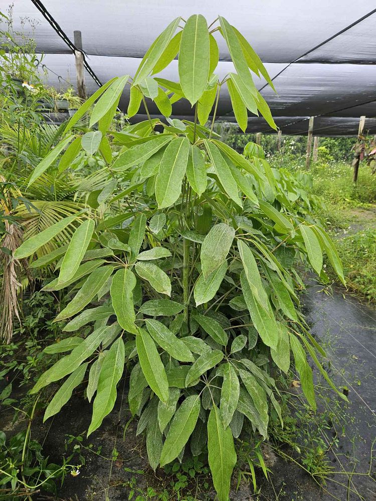 schefflera-actinophylla-amate-umbrella-tree