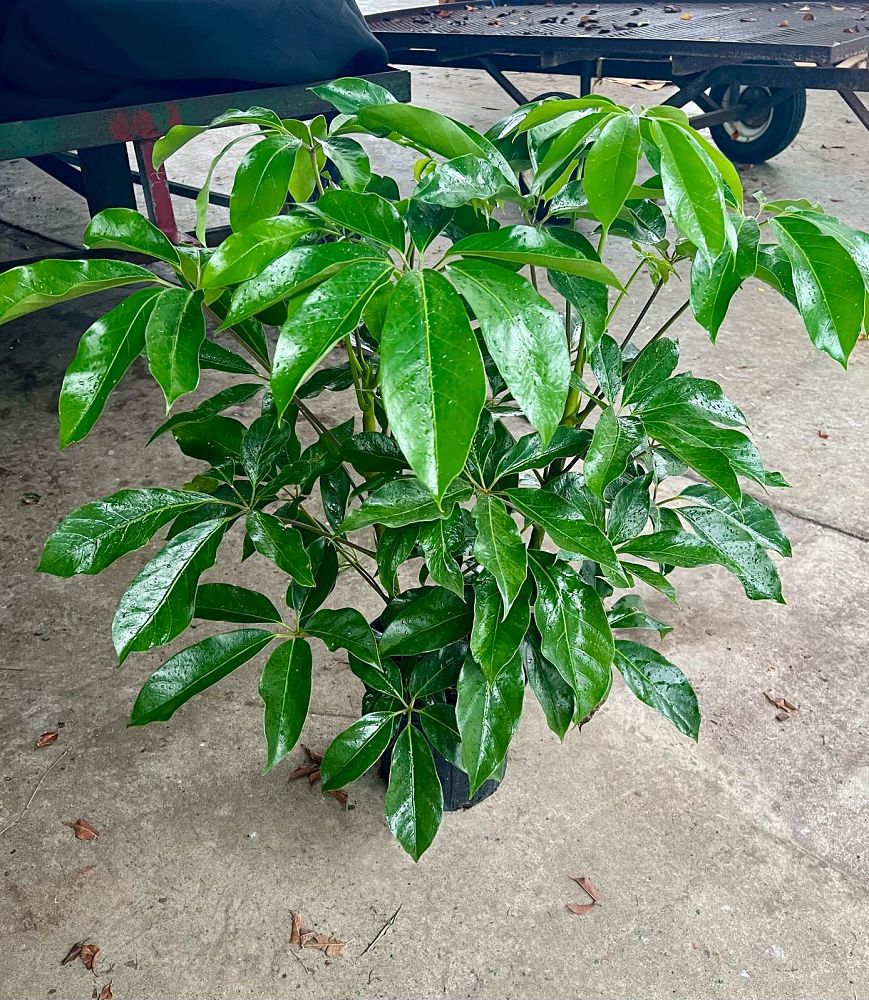 schefflera-actinophylla-amate-umbrella-tree