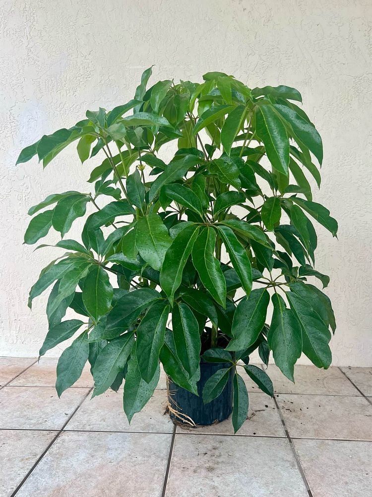 schefflera-actinophylla-amate-umbrella-tree